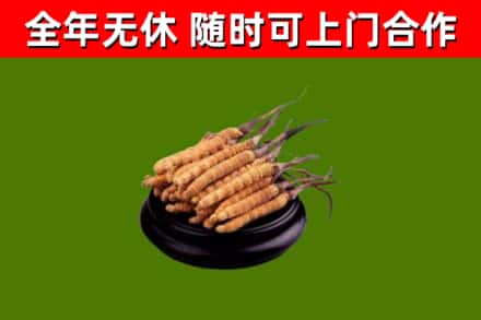 蓬江回收散虫草