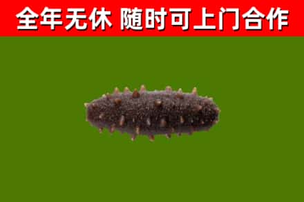 蓬江回收海参干
